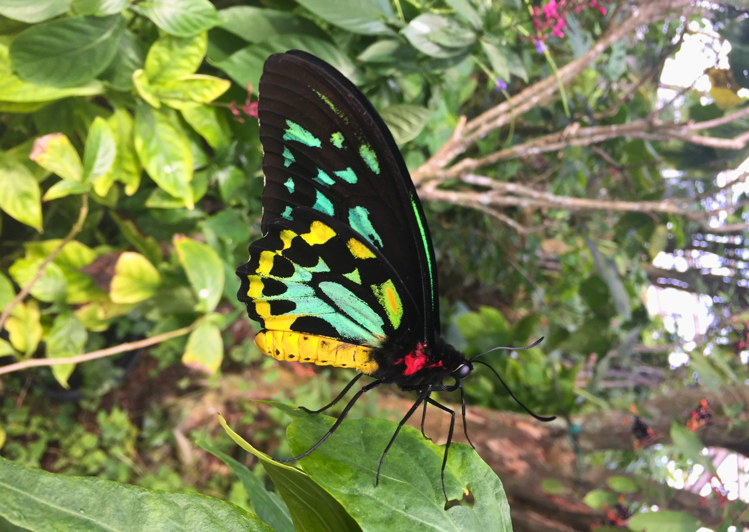 Photo of green yellow and red butterfly on leaf in Butterfly World in South Florida species name Ornithoptera Priamus