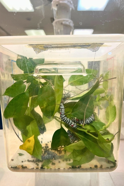 multiple caterpillars in the laboratory at Butterfly World South Florida