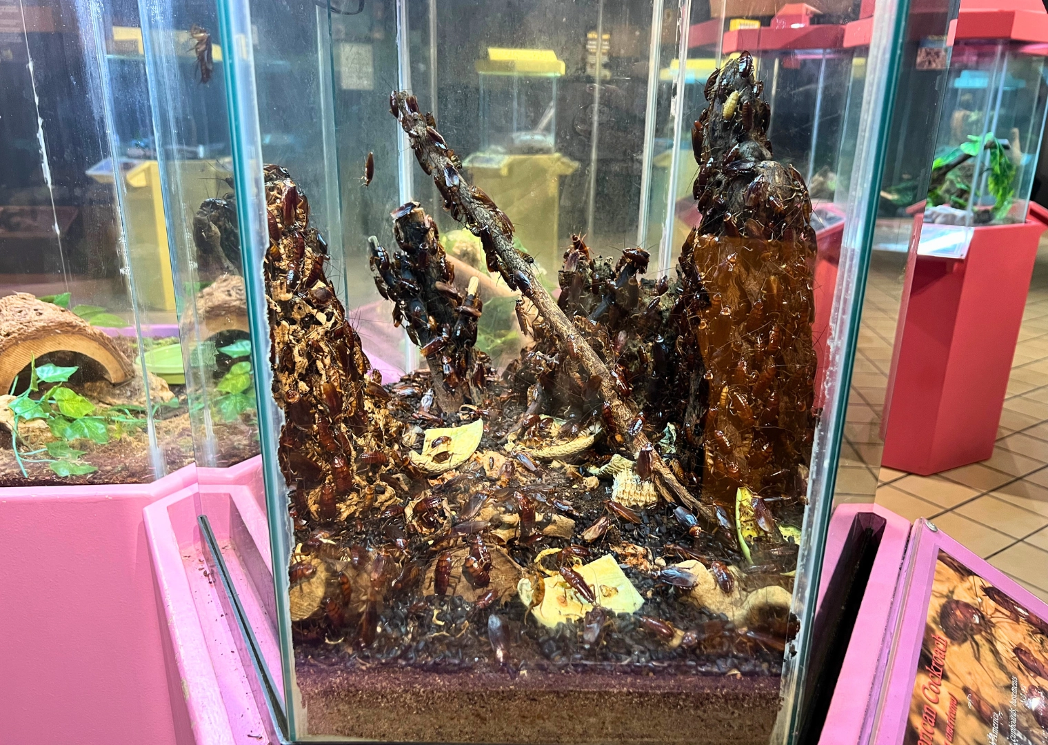 American cockroach exhibit inside bug zoo at Butterfly World South Florida