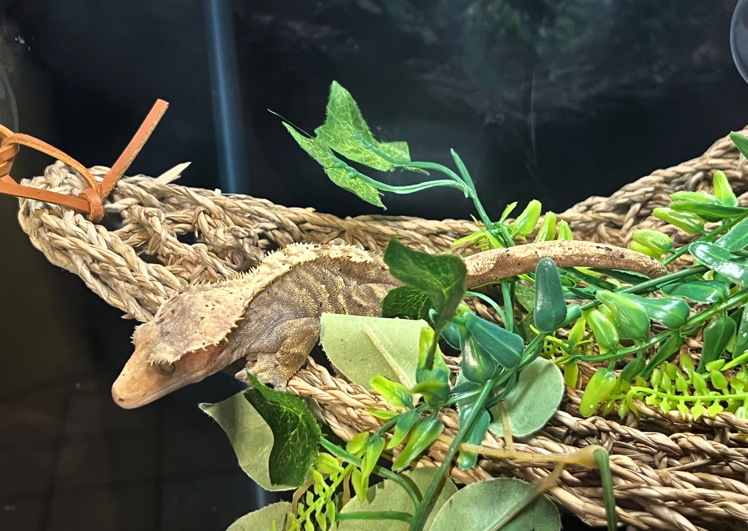 Crested gecko inside bug zoo at Butterfly World South Florida