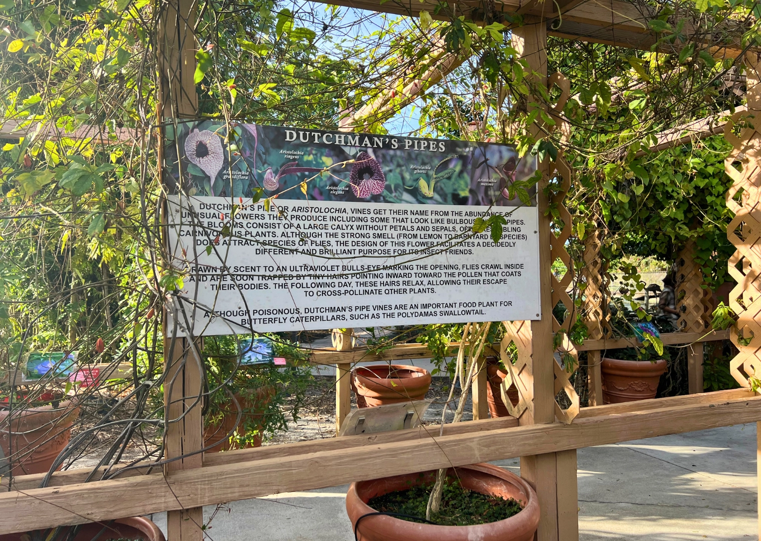Garden maze showing wooden barracks and a sign that reads "Dutchman's Pipes" at Butterfly World Florida