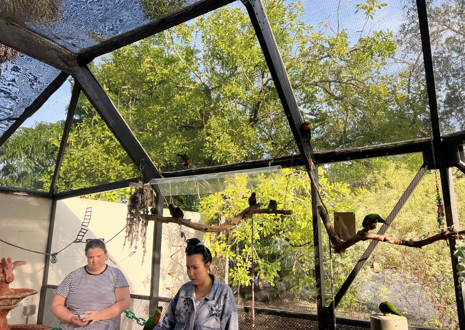 inside area of lorikeet encounter at Butterfly world
