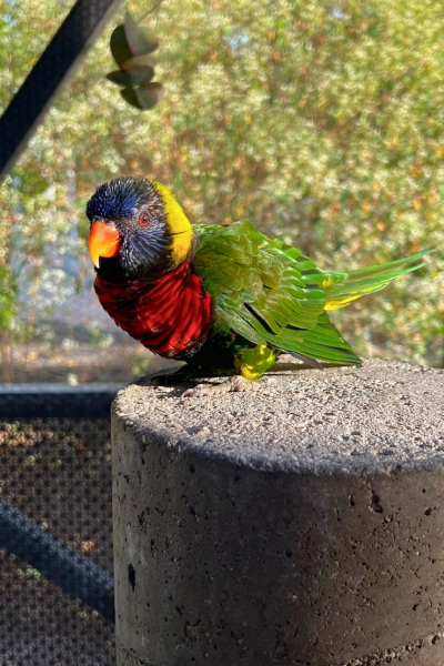 photo of lorikeet at Butterfly World