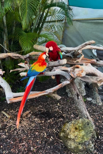 two large macaws sitting at Macaw Landing at Butterfly World South Florida