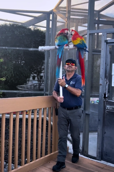two large macaws sitting on pole with worker carrying them at Macaw Landing at Butterfly World South Florida