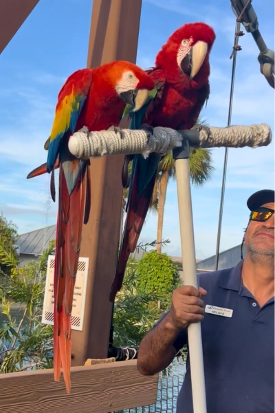 two large macaws sitting on pole with worker carrying them at Macaw Landing at Butterfly World South Florida