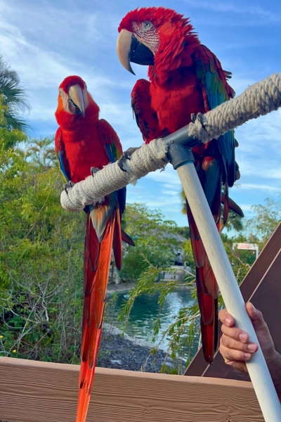 two large macaws sitting on pole with worker carrying them at Macaw Landing at Butterfly World South Florida