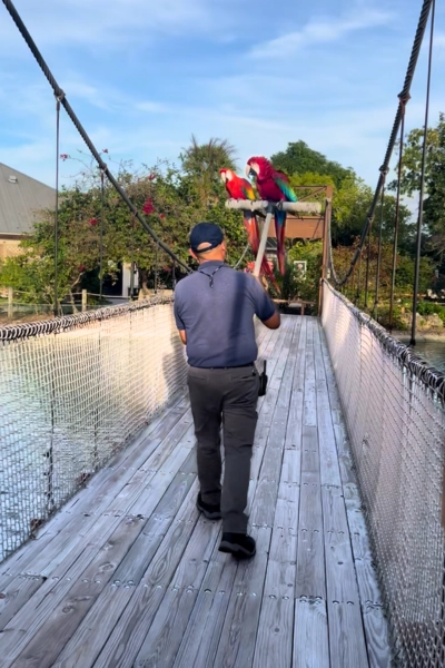 two large macaws sitting on pole with worker carrying them at Macaw Landing at Butterfly World South Florida over bridge