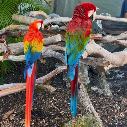 two large macaws sitting at Macaw Landing at Butterfly World South Florida