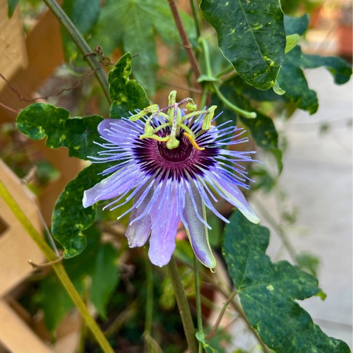 close up of purple flower called Passion Flower at Butterfly World Gardens South Florida