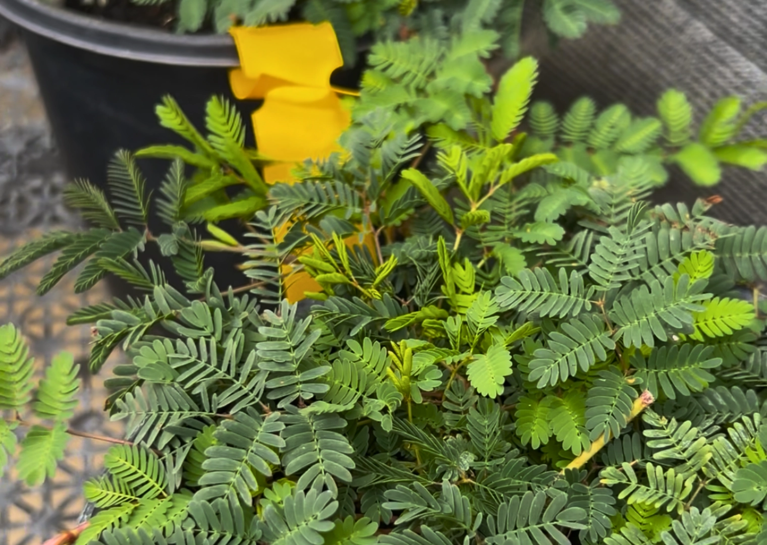 Plants to buy at Butterfly World South Florida