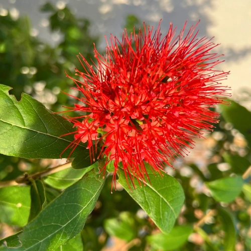 close up of red flower called Powderpuff Combretum at Butterfly World Gardens South Florida