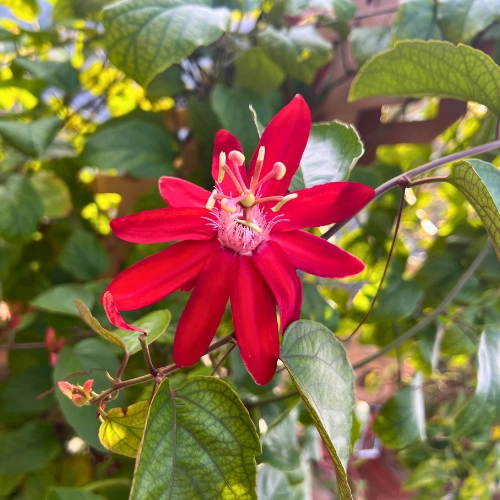 close up of red flower called Scarlet Flame at Butterfly World Gardens South Florida