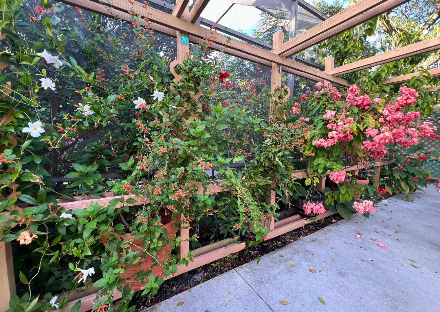 photo of Garden maze path with flowers at Butterfly World Florida