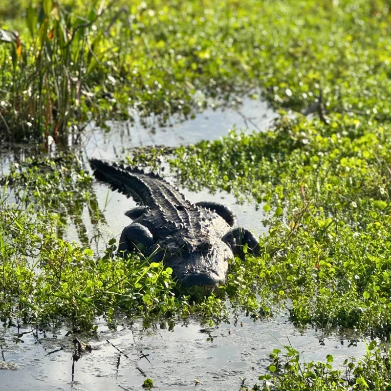 Best Places to see wildlife in South Florida like this large alligator is at Green Cay Wetlands in Palm Beach