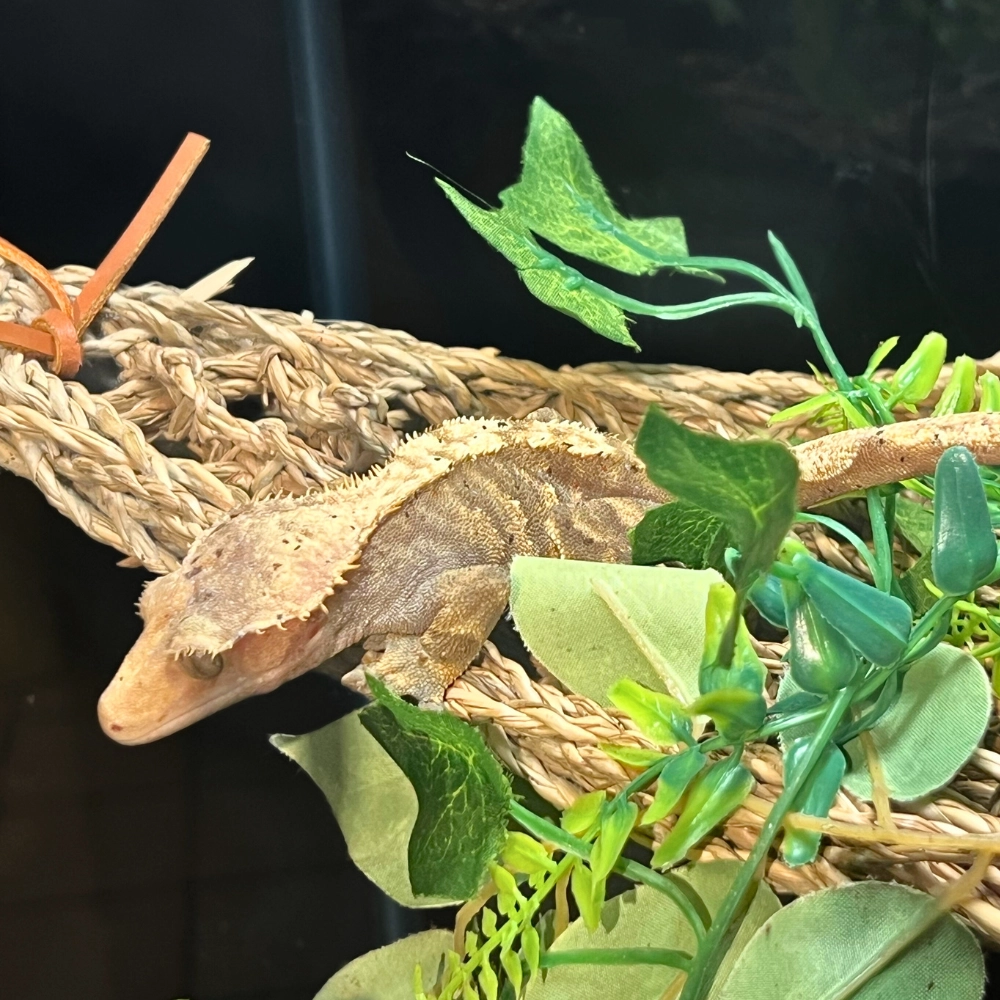 Spiny Crested gecko at Butterfly World wildlife exhibit Coconut Creek Florida