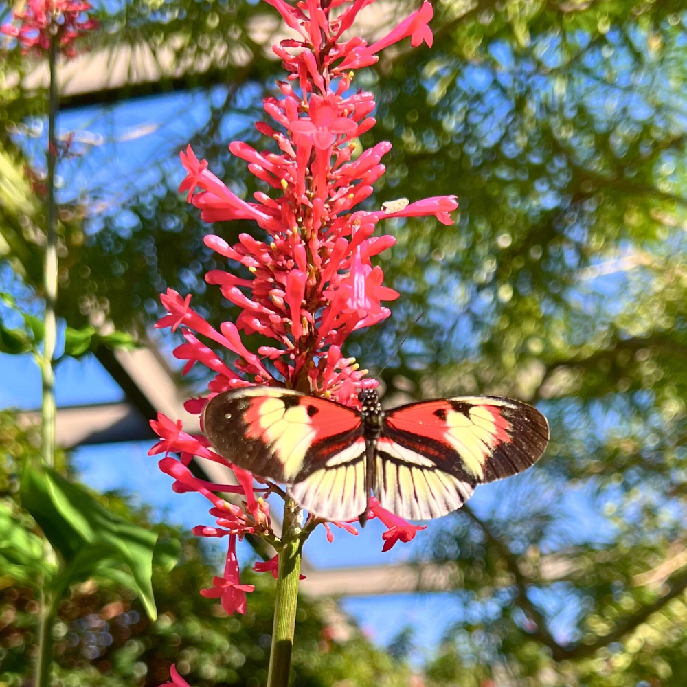 Butterfly at Butterfly World Coconut Creek Florida
