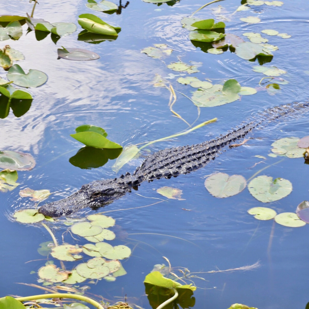 Alligator in Everglades National Park South Florida wildlife