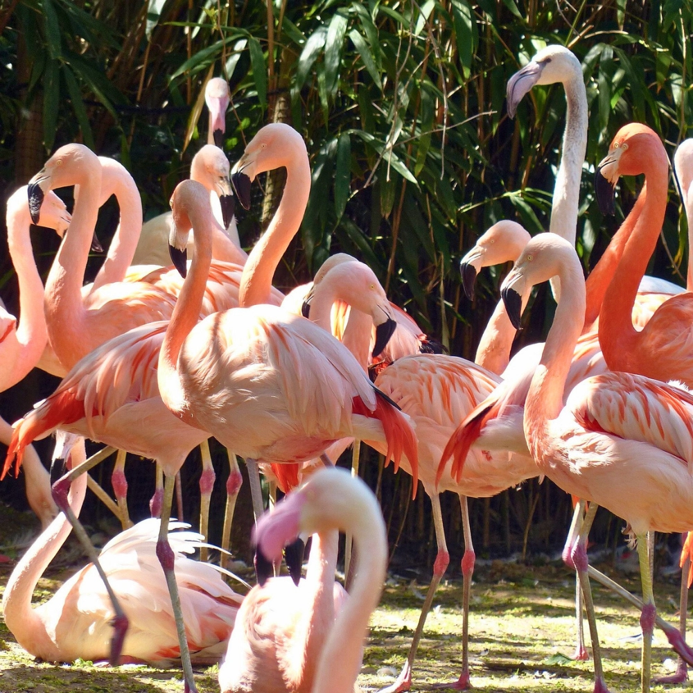 Flamingos at Flamingo Gardens in Davie Florida