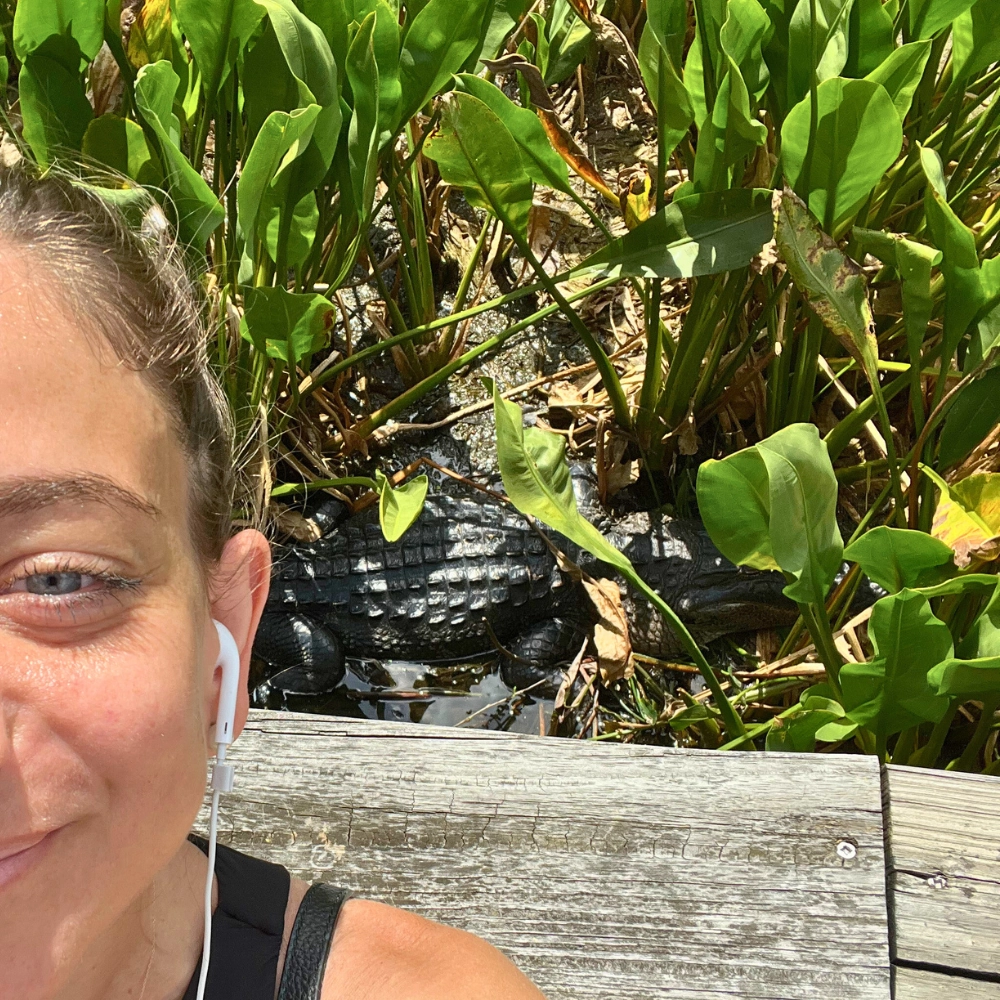 Over the shoulder shot of alligator at Green Cay Wetlands showing South Florida wildlife