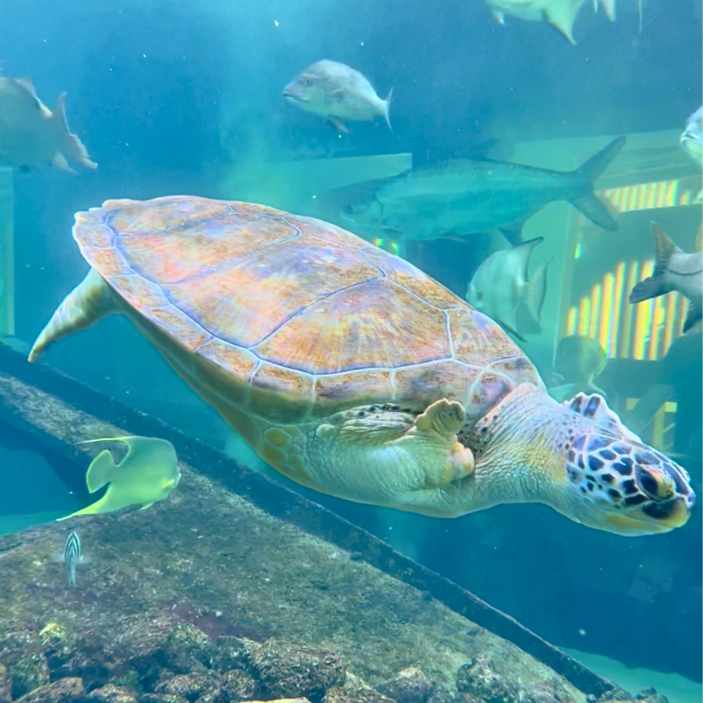 Closeup of sea turtle at Gumbo Limbo best place to see wildlife in South Florida