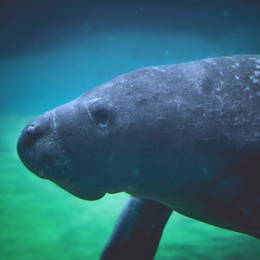 Manatee at Manatee Lagoon South Florida wildlife in Jupiter Florida