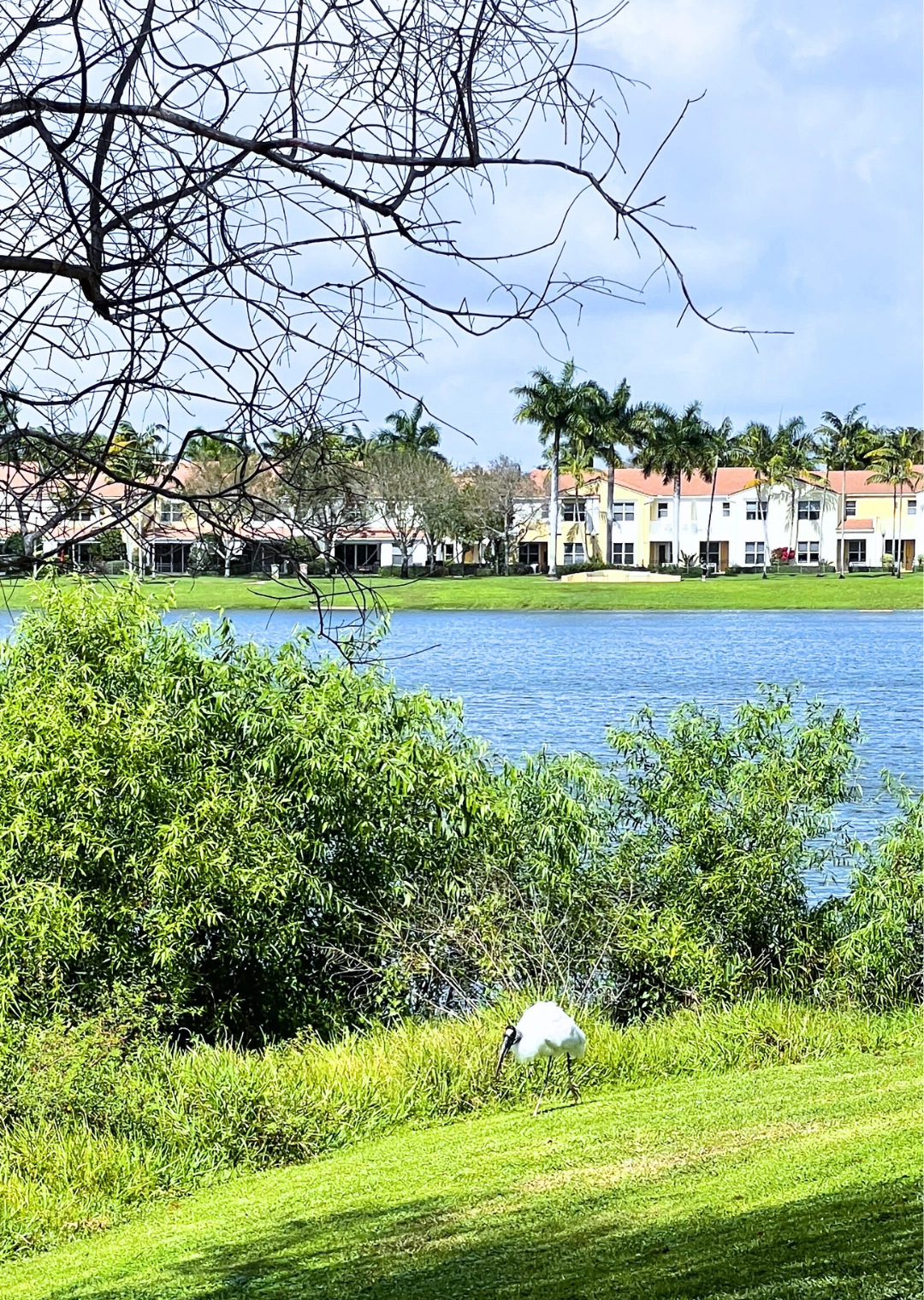 Woodstork at Pondhawk Natural Area in Palm Beach