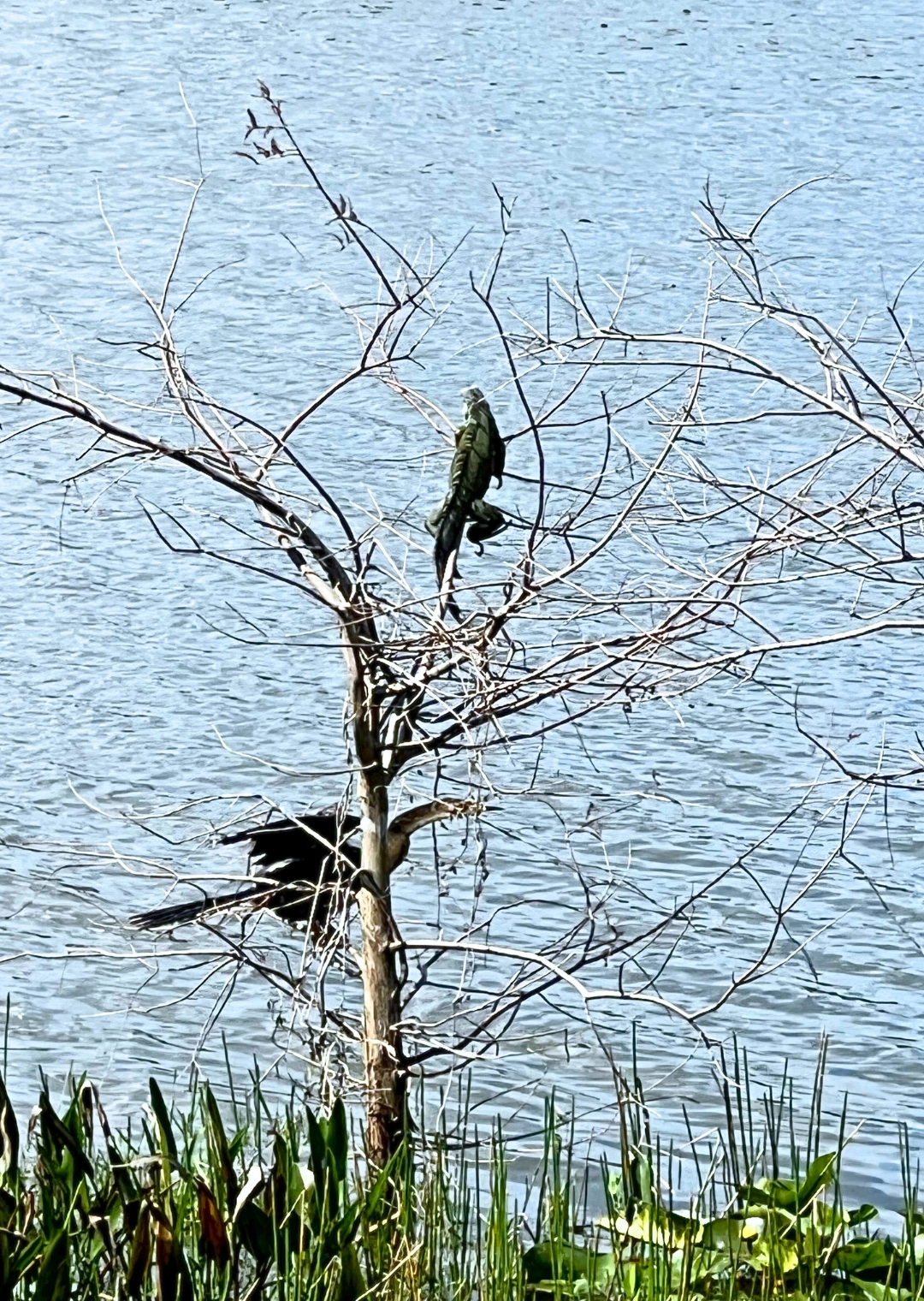 Iguana and anhinga in tree at Pondhawk Natural Area in Boca Raton Florida