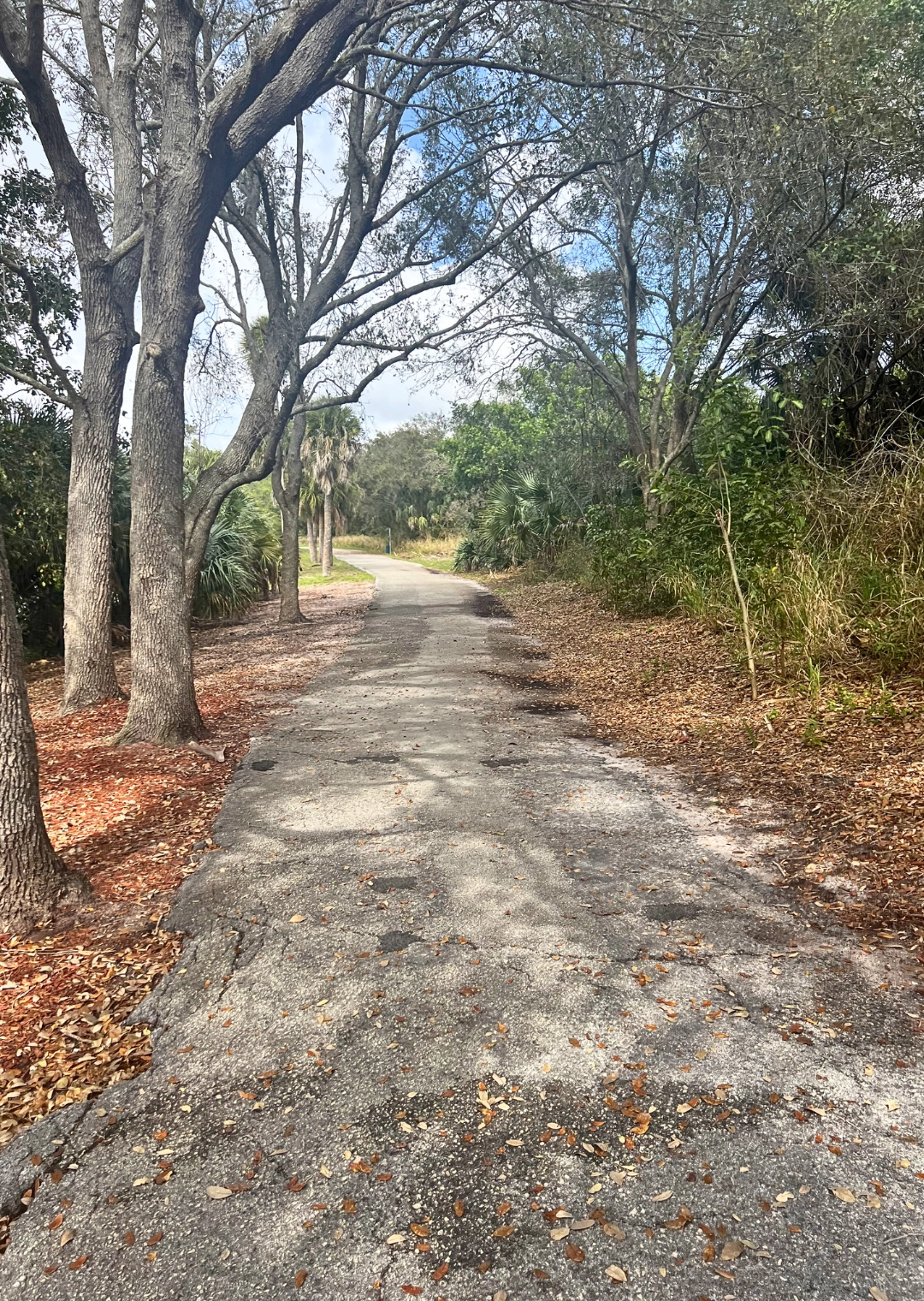 Pondhawk Natural Area path along Blue Lake Loop in Boca Raton