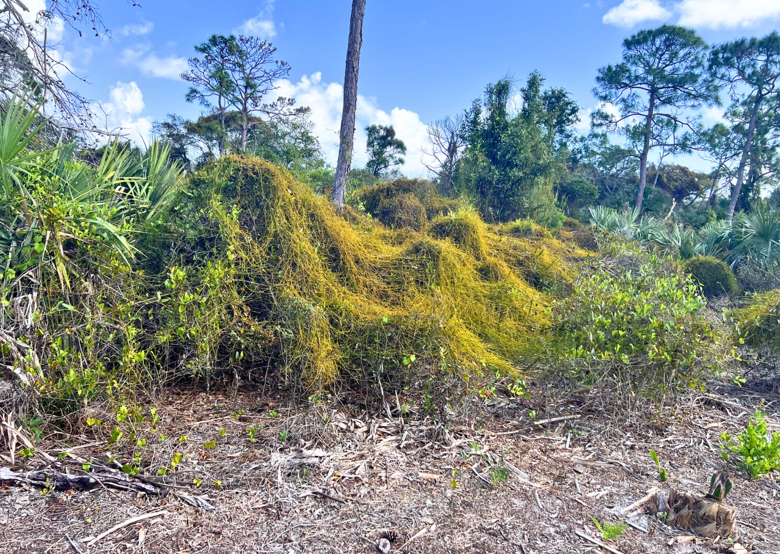 Pondhawk Natural Area scrub and brush