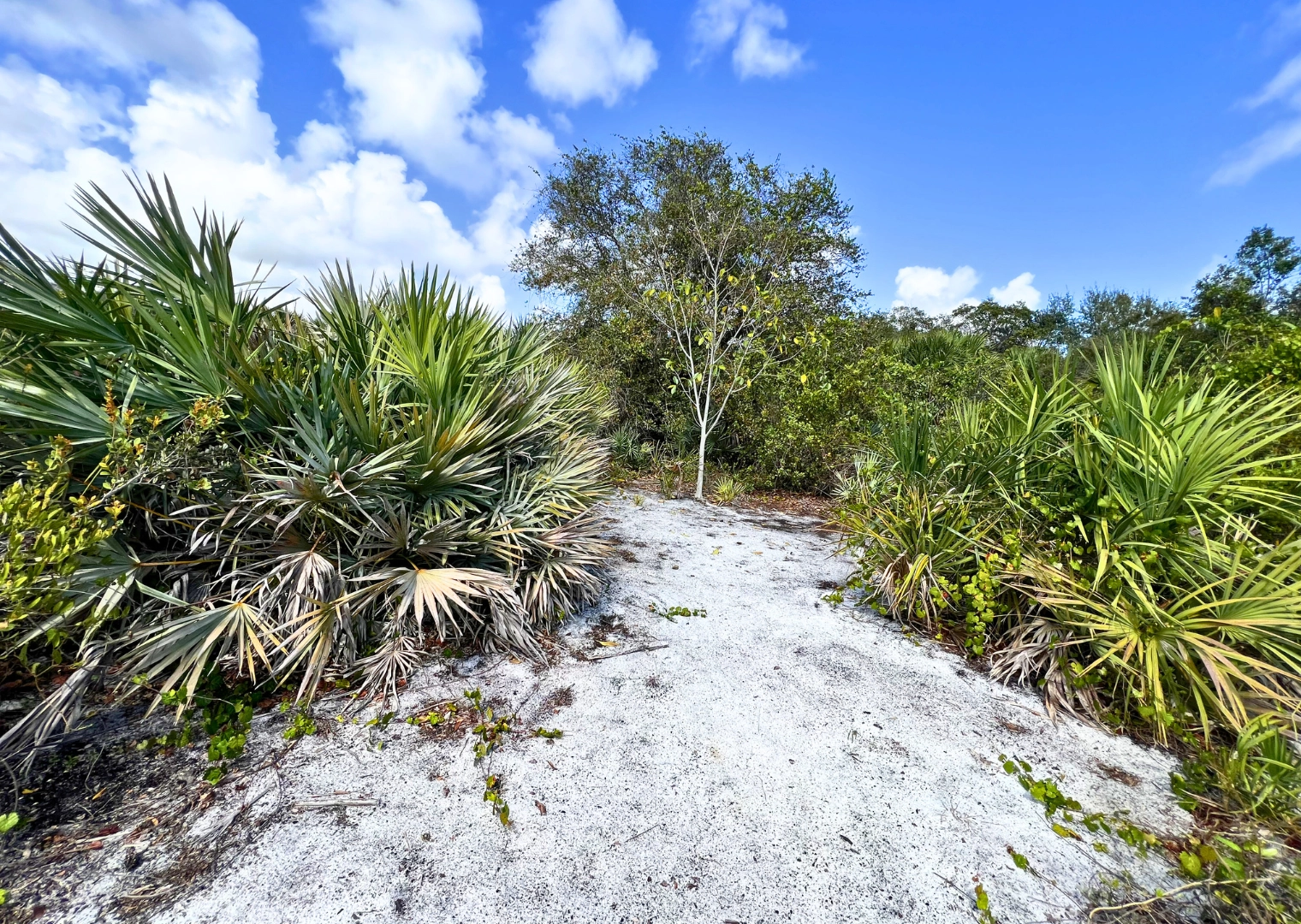 Pondhawk Natural Area sandy scrubs