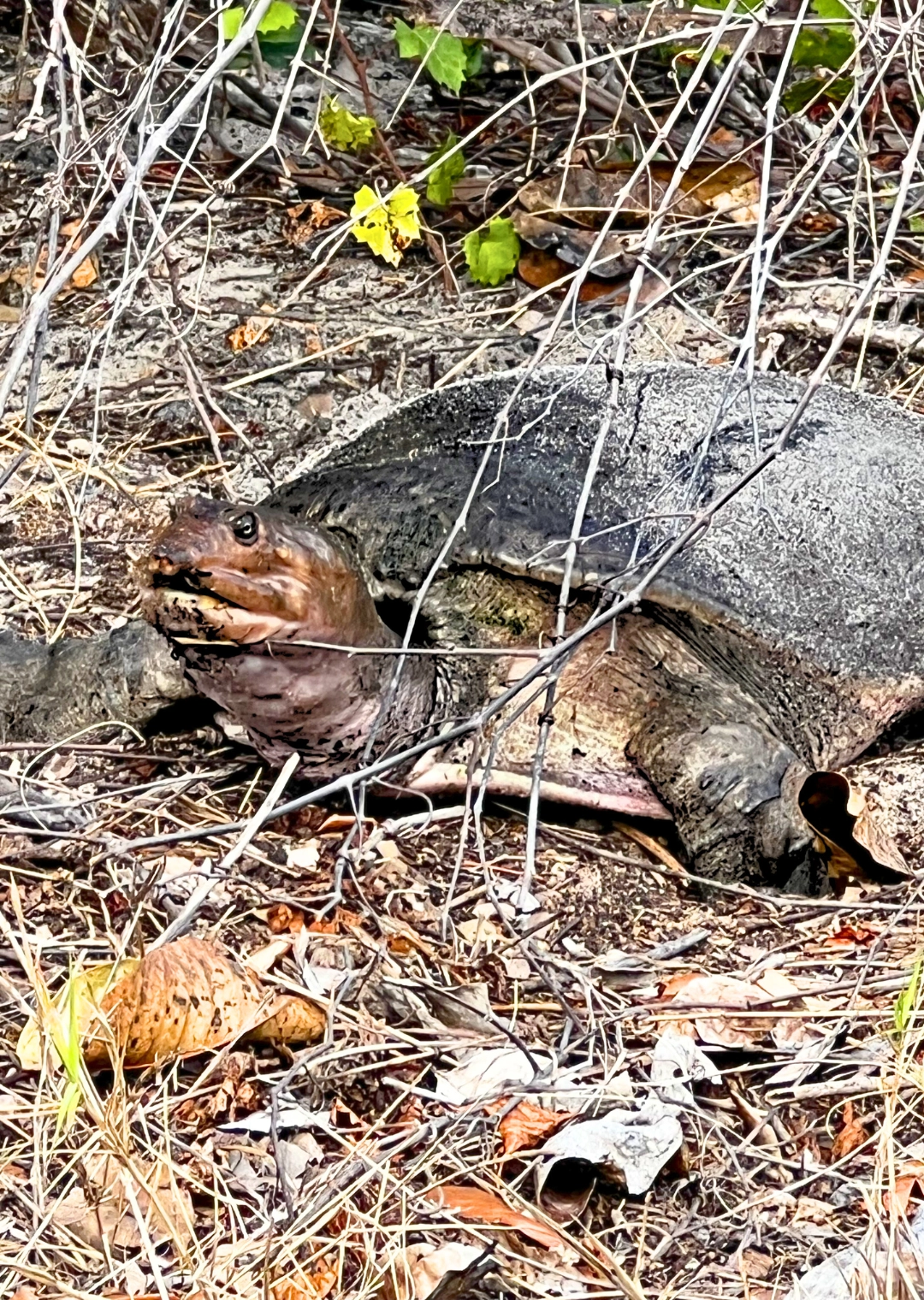 softshell Florida turtle nesting at Pondhawk Natural Area