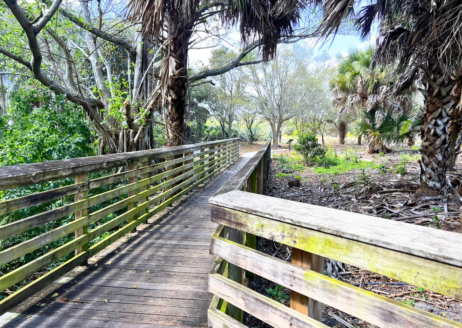 Pondhawk Natural Area Entrance boardwalk to Storywalk and Nature Trail