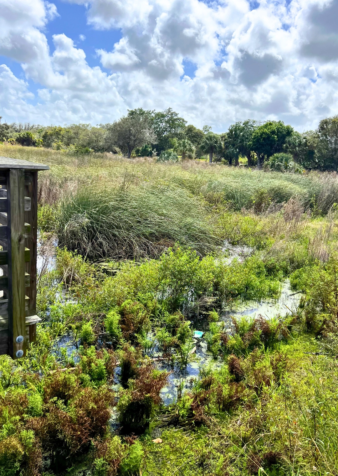 View from observation deck at Pondhawk Natural Area in Boca Raton behind Spanish River Library