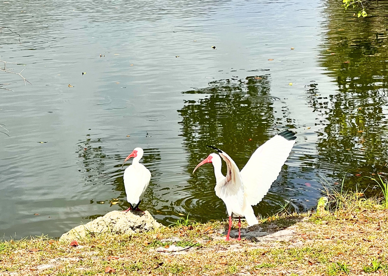 Pondhawk Natural Area 2 American white Ibis in Boca Raton