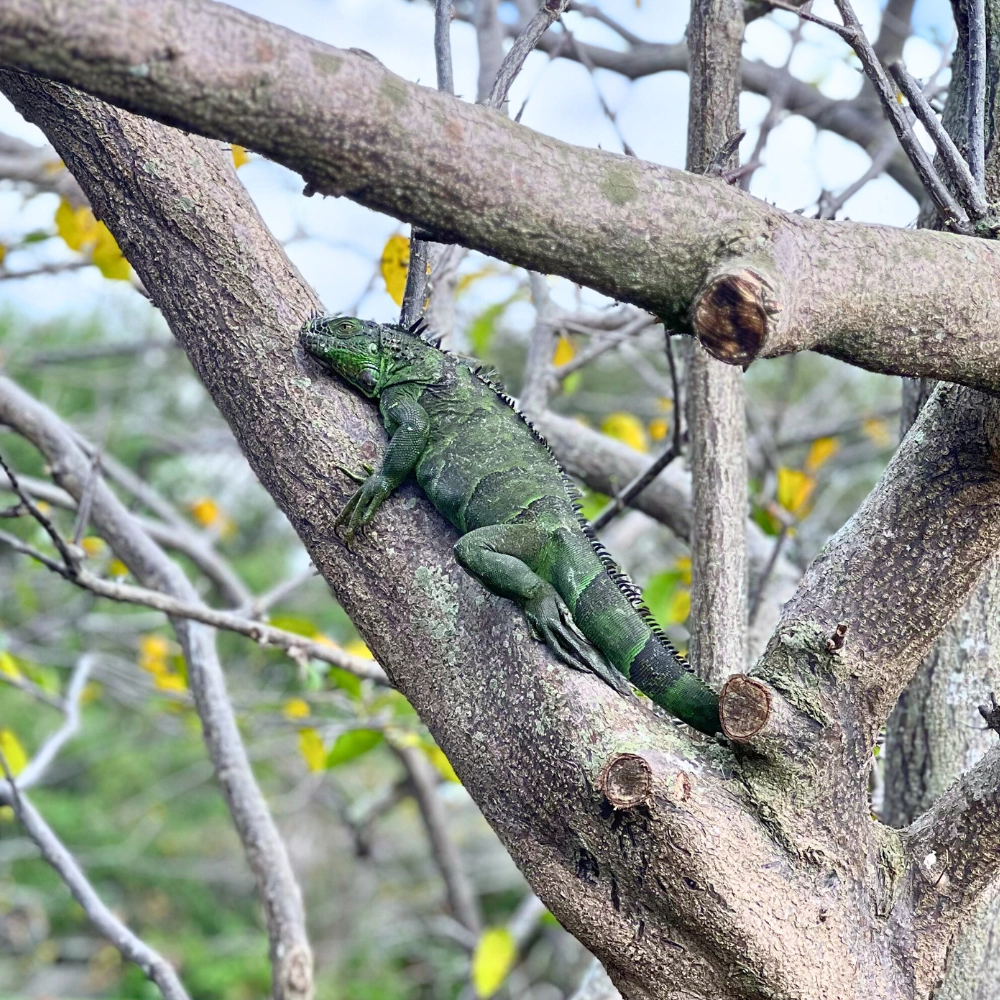 Iguana laying on branch at Wakodahatchee Delray Beach Florida wildlife