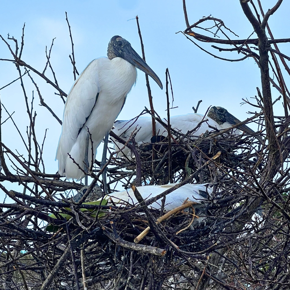 Wood storks nesting at Wakodahatchee Delray Beach Florida birdwatching wildlife
