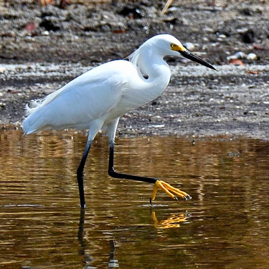 Heron Black Point wildlife drive in Florida Space Coast