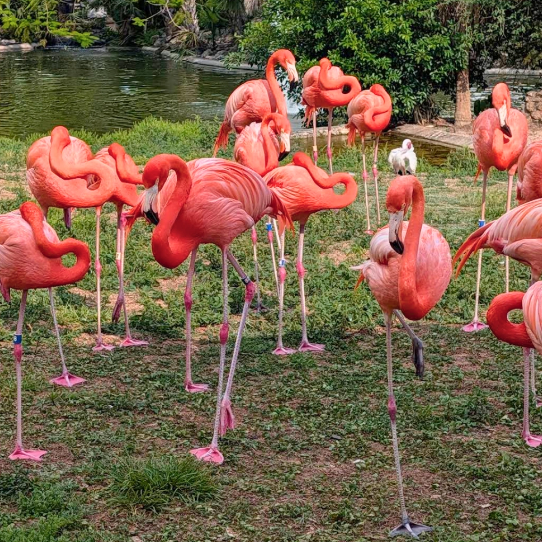 Flamingos at Busch Gardens Tampa Bay Florida