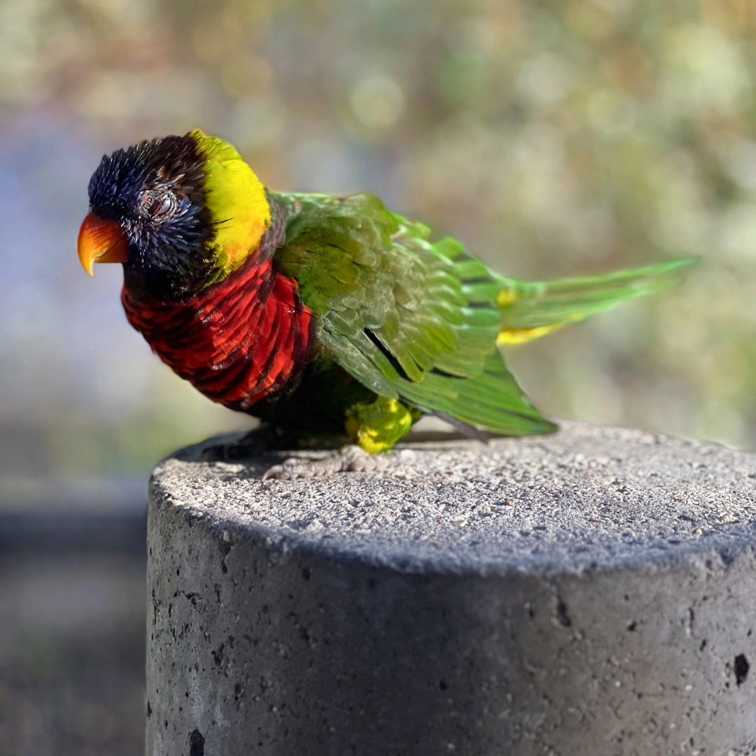 Lorikeet at Lorikeet Encounter in Butterfly World in Fort Lauderdale Florida