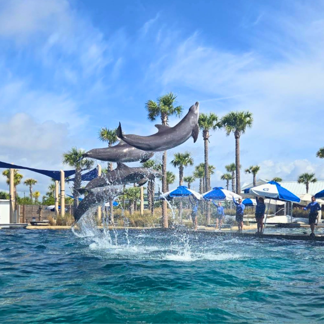 dolphins jumping at Gulfarium Marine Adventure Park in Florida Panhandle