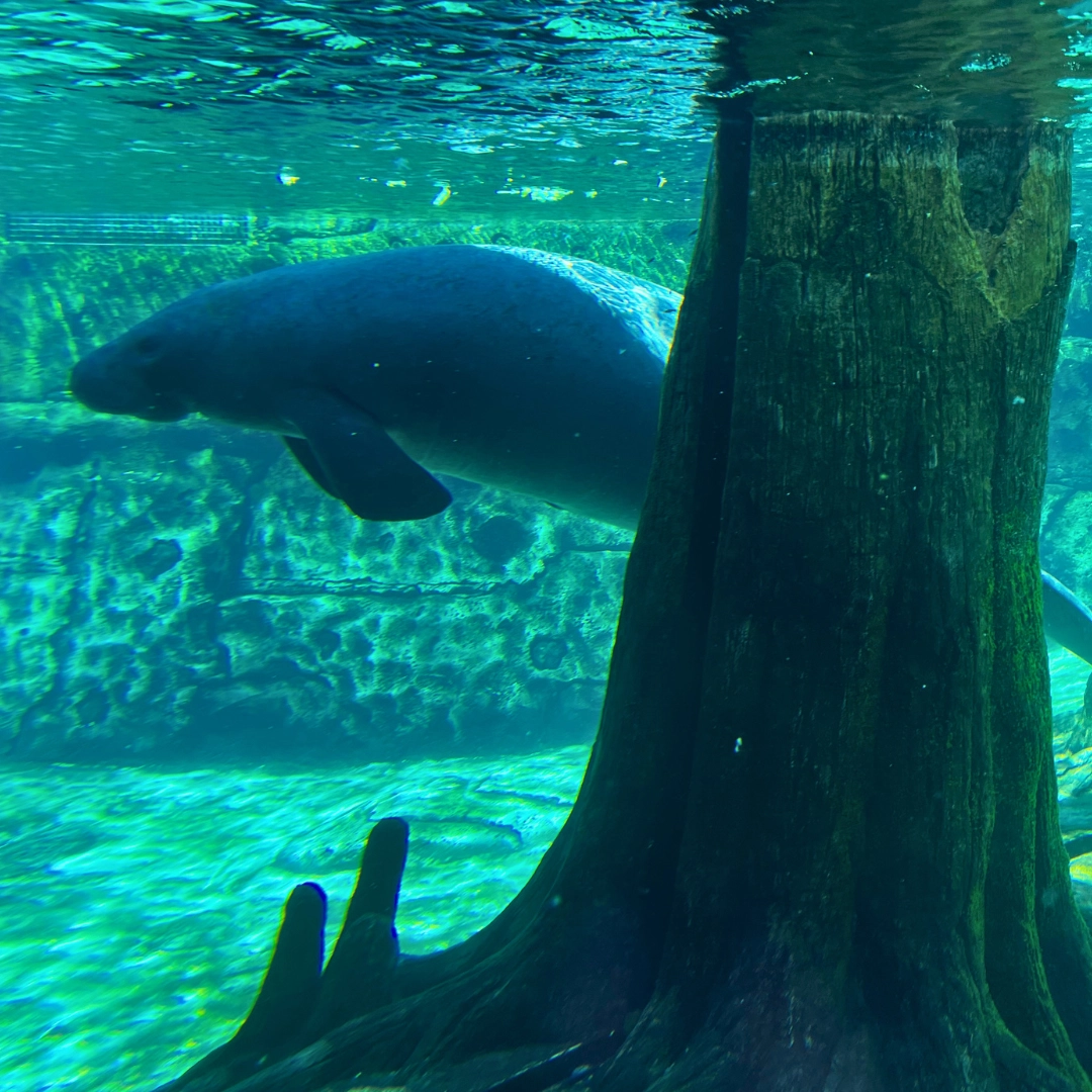 Manatee at MOTE in Sarasota in Southwest Florida