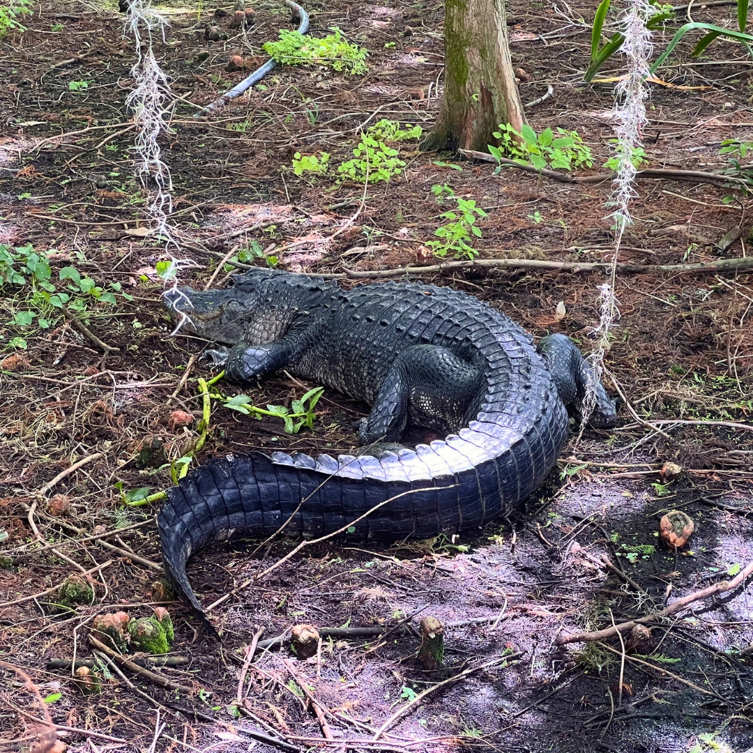 alligator at green cay wetlands in boynton beach florida