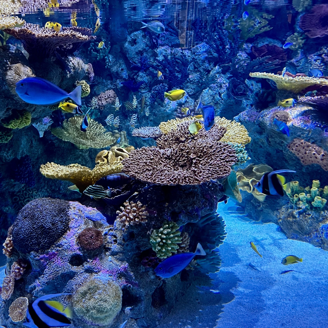 snorkel spots at MOTE in Sarasota in Southwest Florida for Florida nature and wildlife