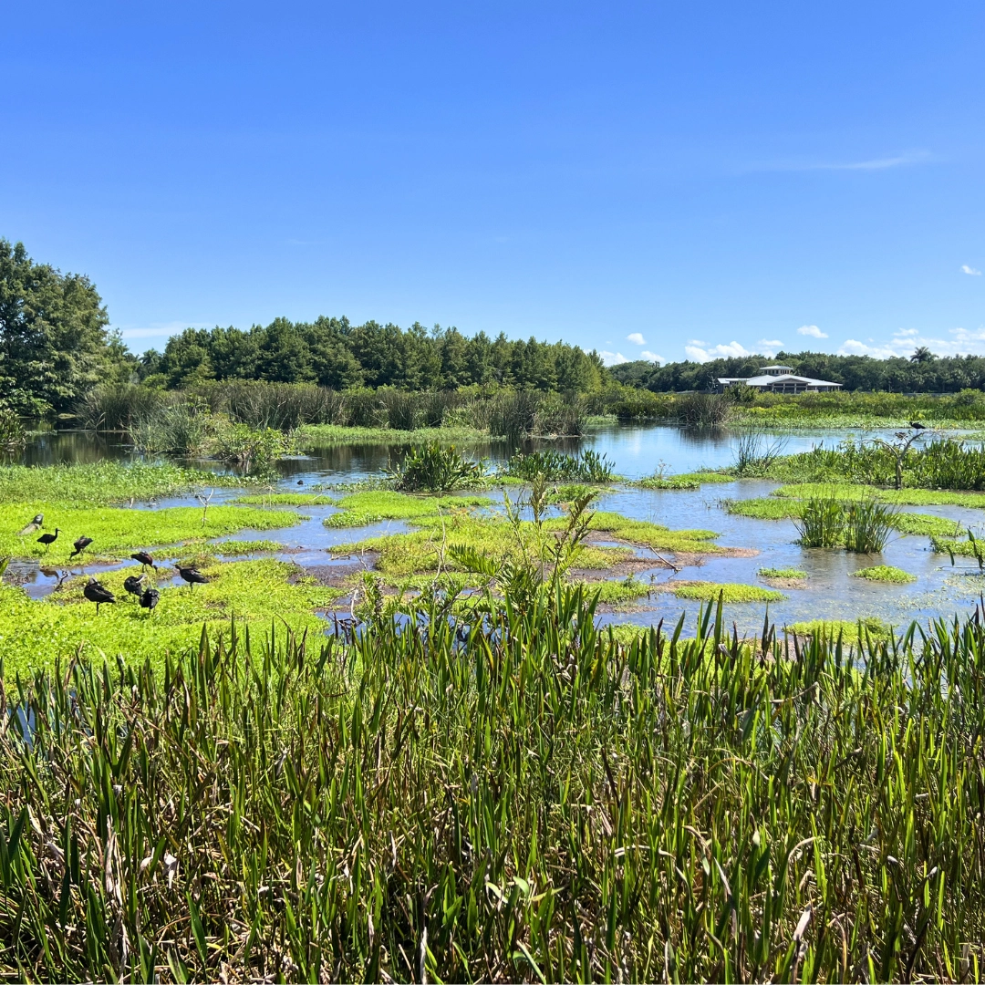 green cay wetlands scenic shot boynton beach florida palm beach florida