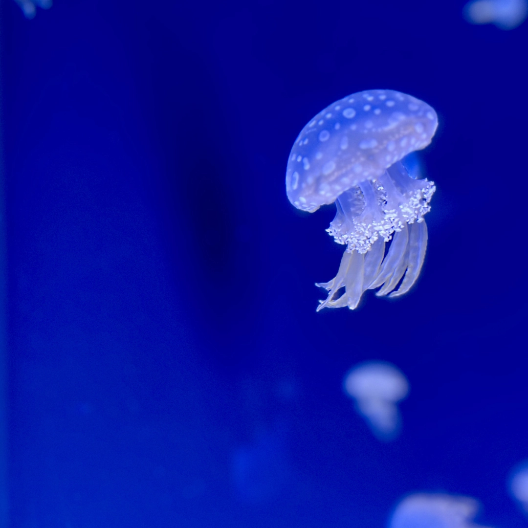 Jellyfish at MOTE in Sarasota in Southwest Florida