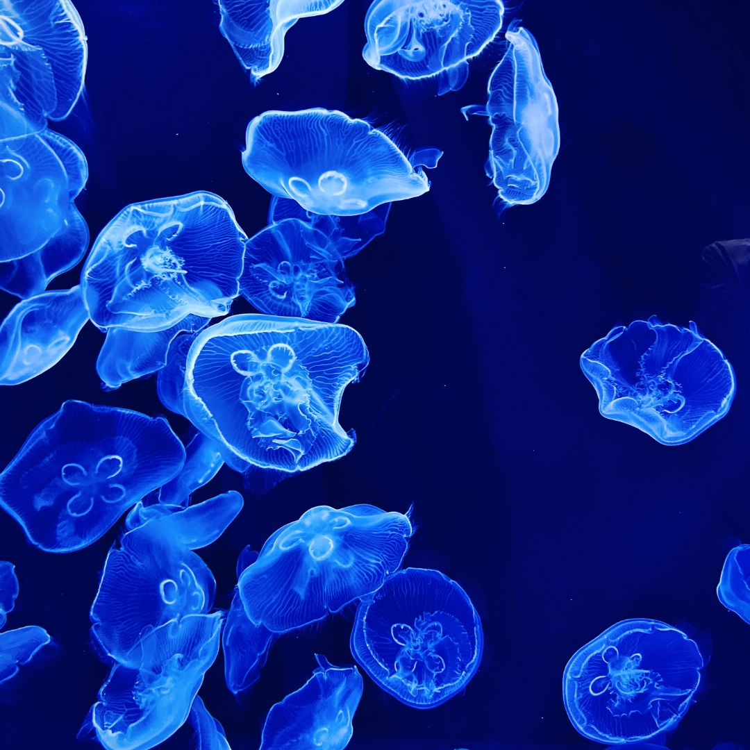 Bioluminescent Jellyfish at MOTE in Sarasota in Southwest Florida