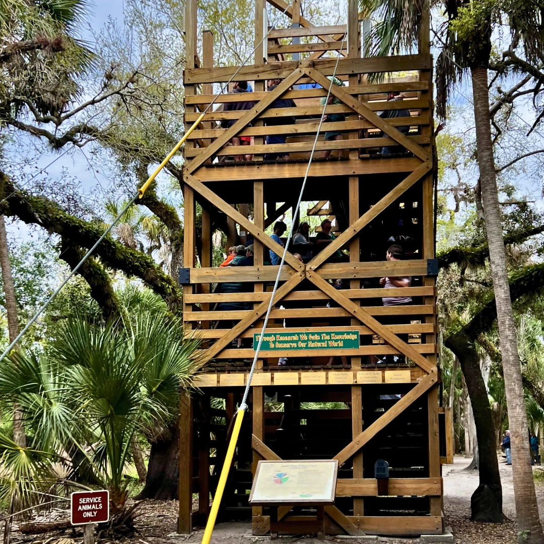 myakka state park observation tower in sarasota Southwest Florida