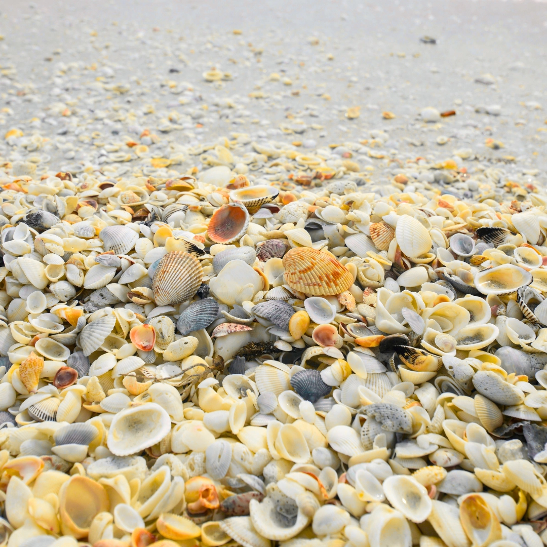 Shells in Sanibel island Southwest Florida