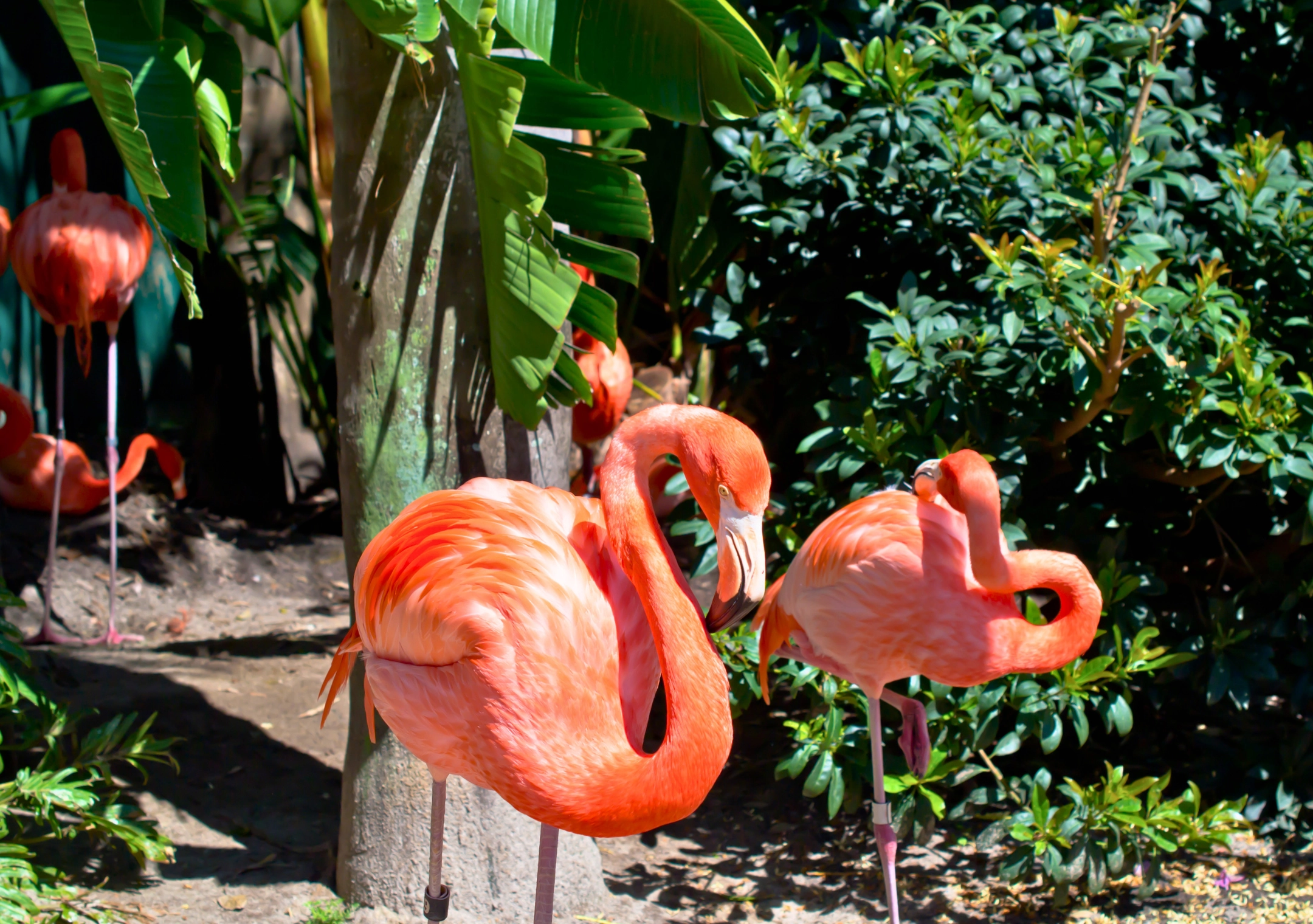 Flamingos in South Florida